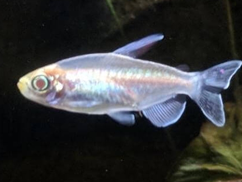 Tetra Fish