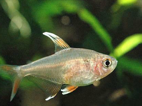 Tetra Fish