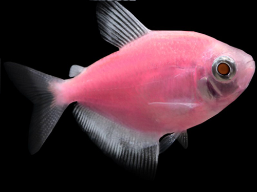 Tetra Fish