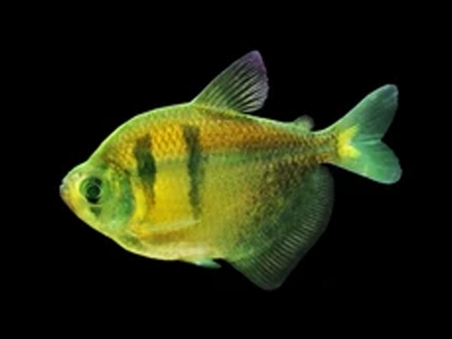 Tetra Fish