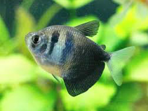 Tetra Fish