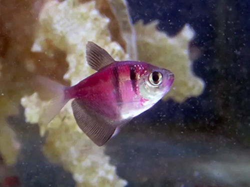 Tetra Fish