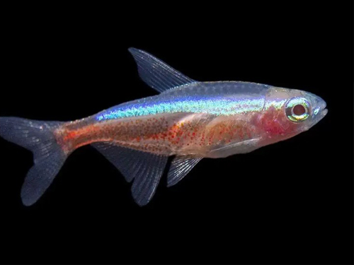 Tetra Fish