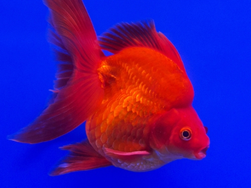 Goldfish Fish