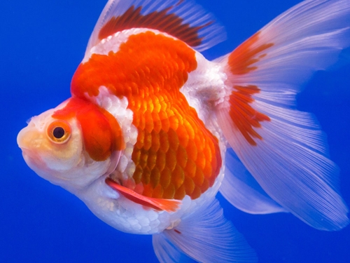 Goldfish Fish