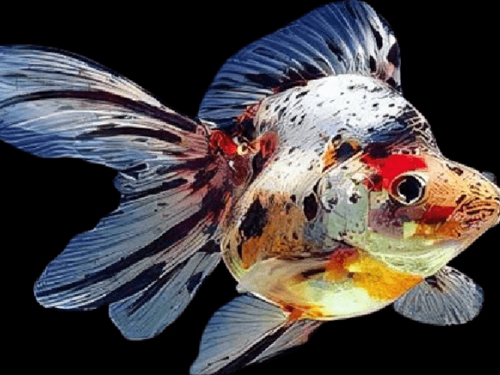 Goldfish Fish