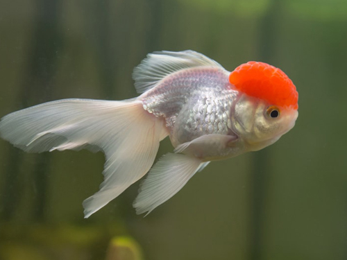 Goldfish Fish