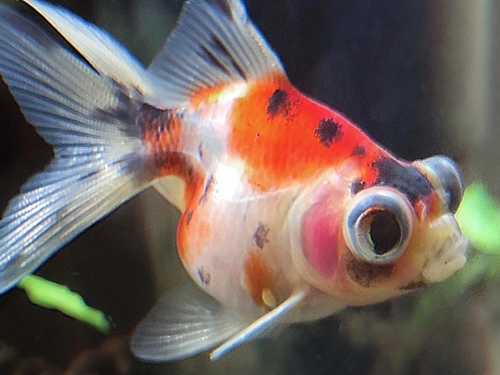 Goldfish Fish