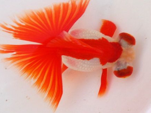 Goldfish Fish