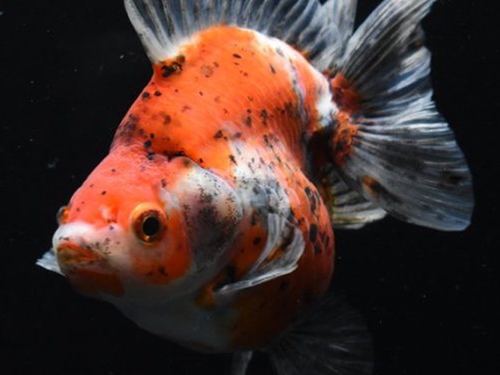 Goldfish Fish