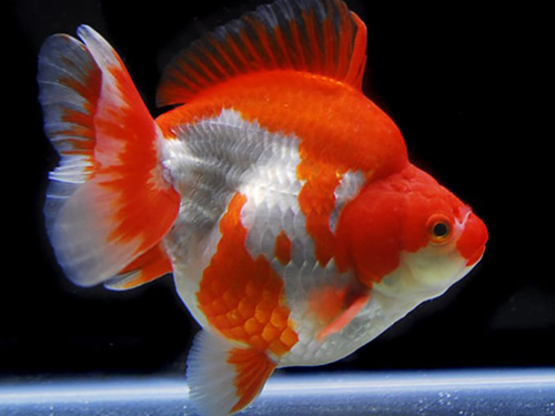 Goldfish Fish