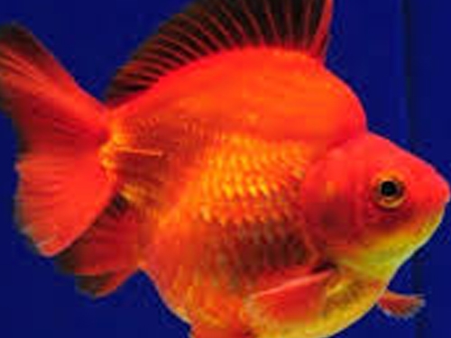 Goldfish Fish