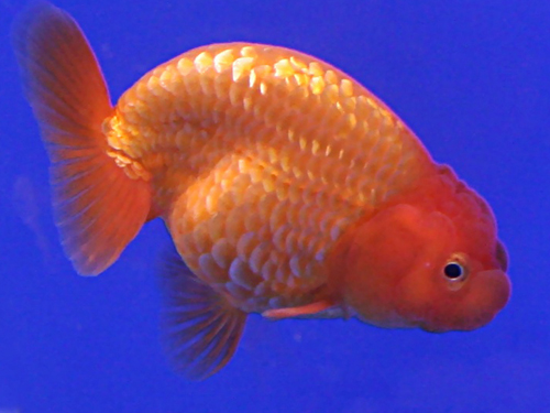 Goldfish Fish