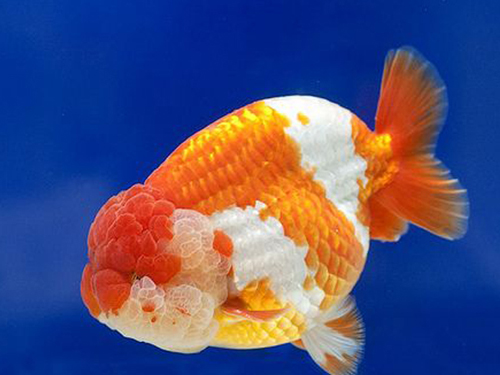 Goldfish Fish