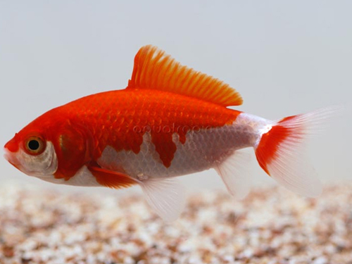 Goldfish Fish