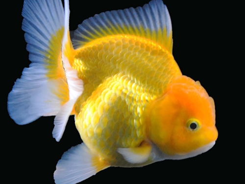 Goldfish Fish