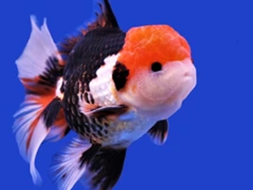 Goldfish Fish