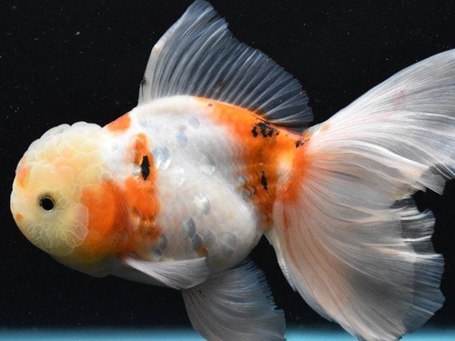 Goldfish Fish