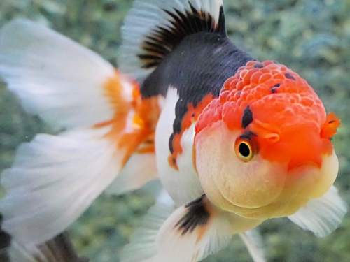 Goldfish Fish