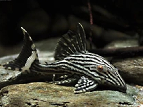 L-pleco Fish