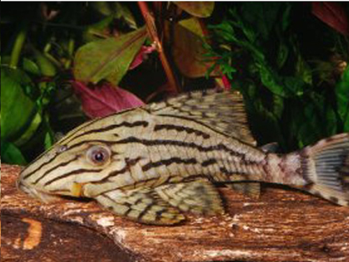 L-pleco Fish