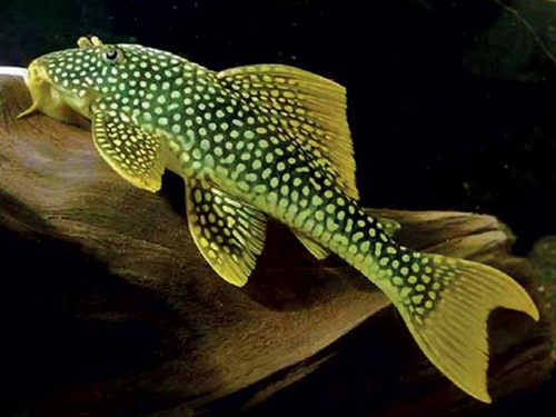 L-pleco Fish