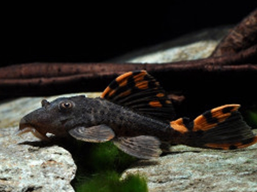 L-pleco Fish