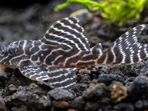 L-pleco Fish