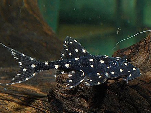 L-pleco Fish