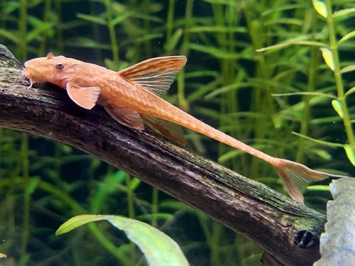 L-pleco Fish