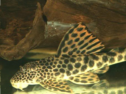 L-pleco Fish