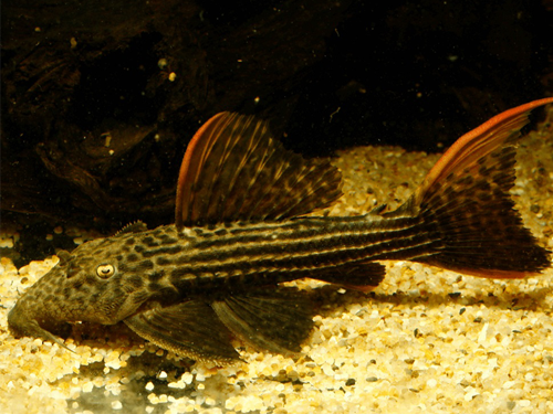 L-pleco Fish