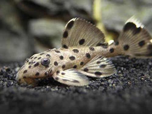 L-pleco Fish