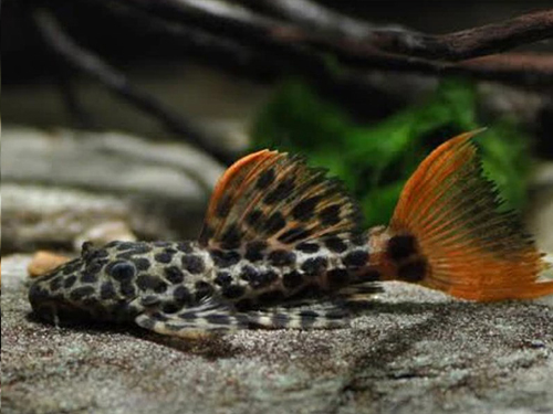 L-pleco Fish