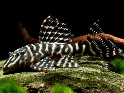 L-pleco Fish