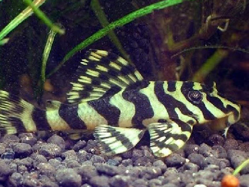 L-pleco Fish