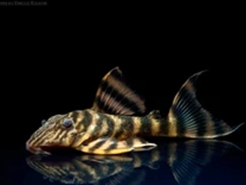 L-pleco Fish