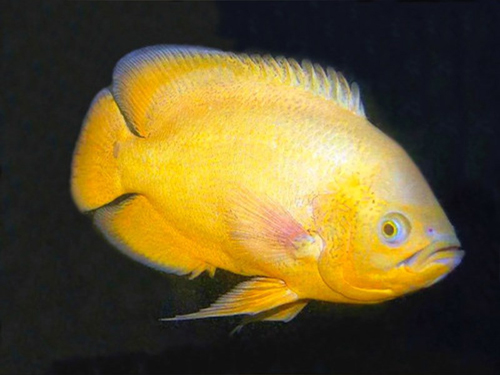 Cichlid Fish