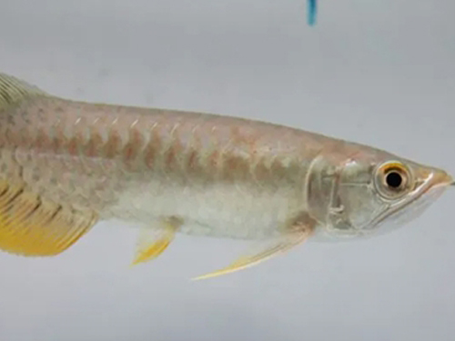 Arowana Fish