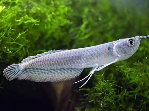 Arowana Fish