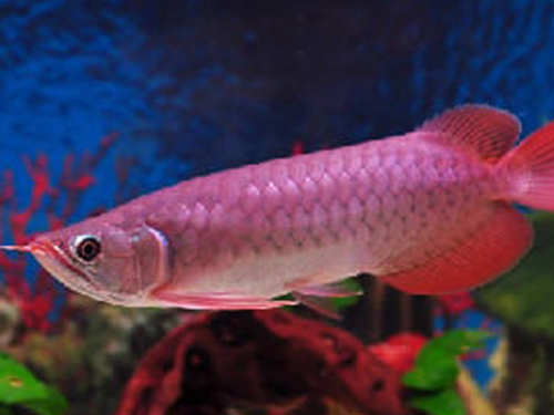 Arowana Fish