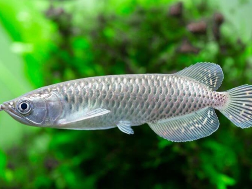 Arowana Fish