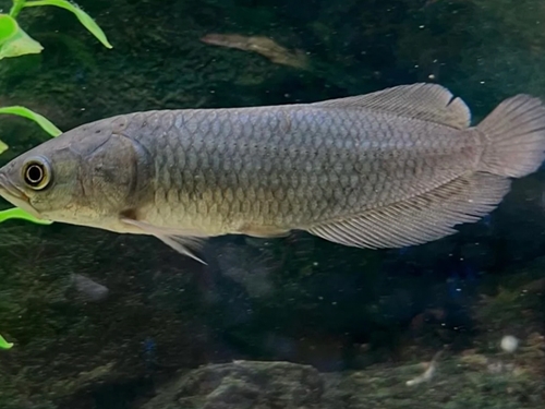 Arowana Fish