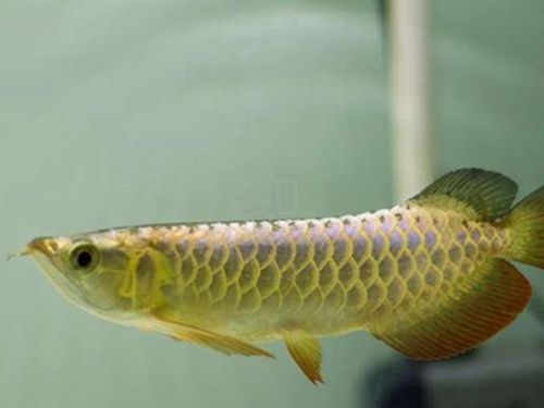 Arowana Fish