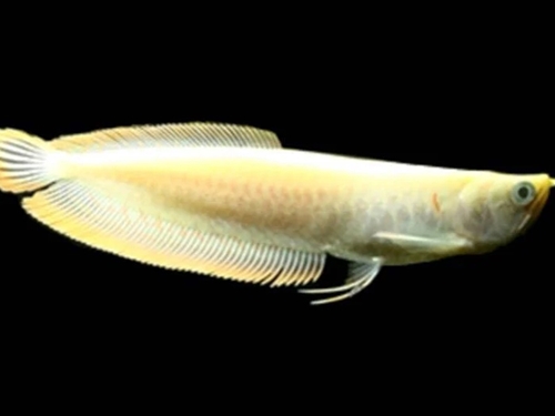 Arowana Fish