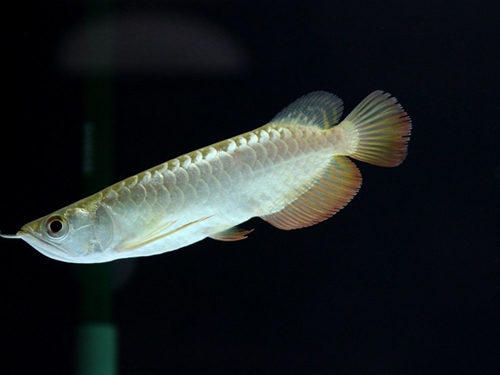 Arowana Fish