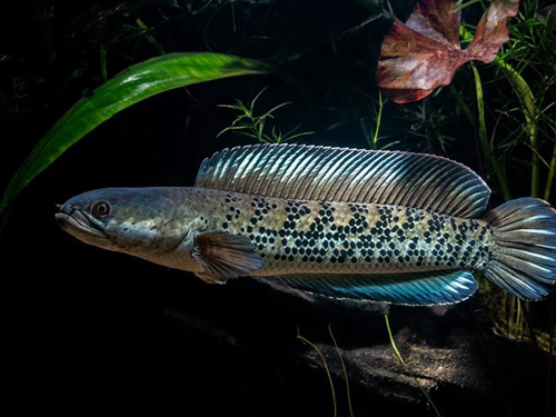 Snakehead Fish