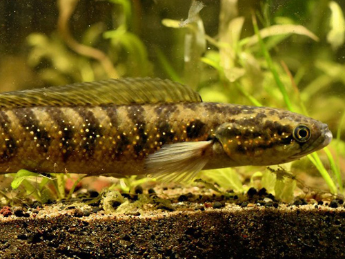 Snakehead Fish